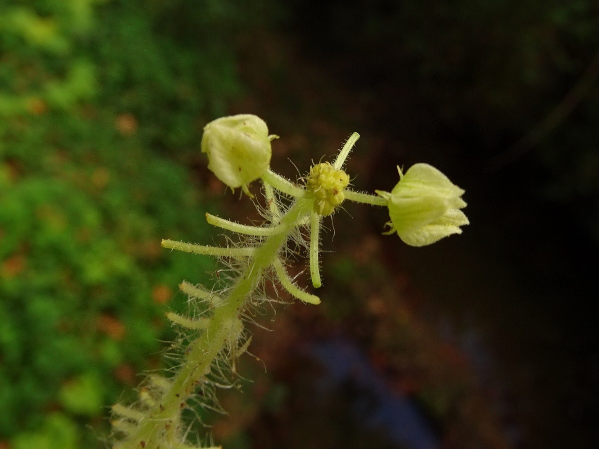 Sicyos angulatus (Cucurbitaceae)